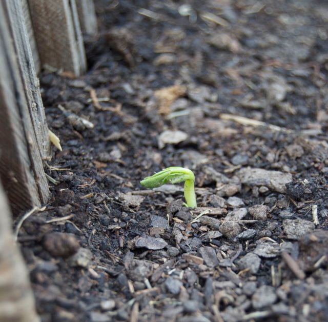 Briar Rock Garden - 134