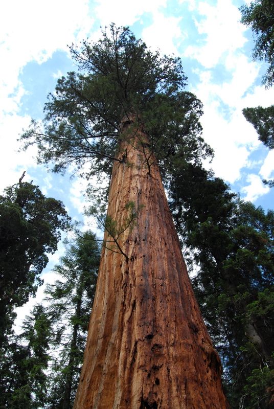 Briar Rock Garden - 135