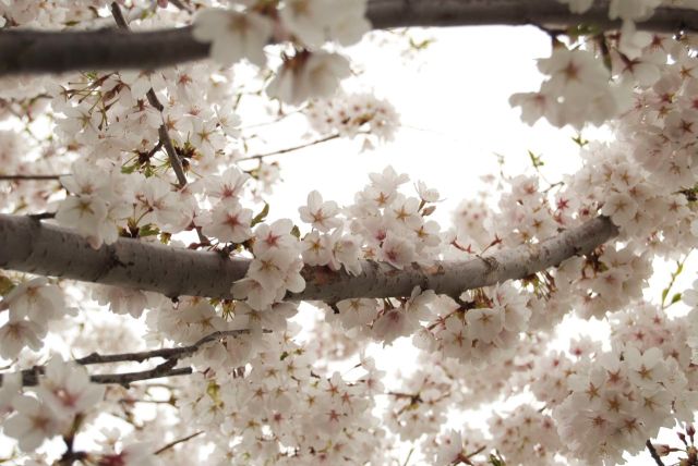 Briar Rock Garden - 157