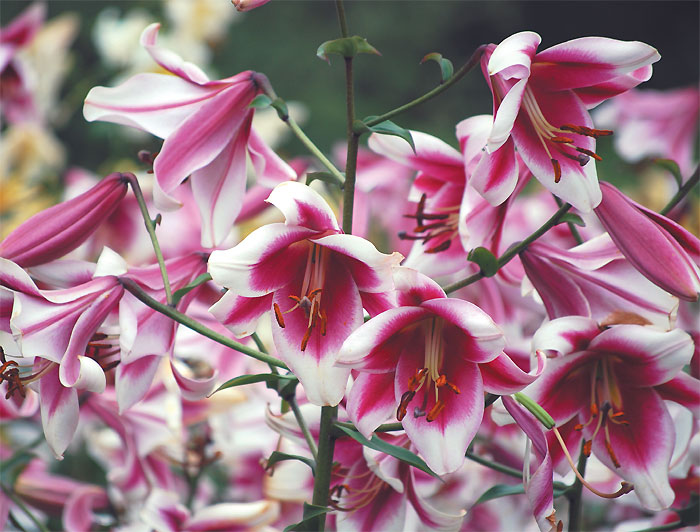 lilygardensrd.jpg?w=700