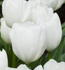 Tulip 'Hakuun'