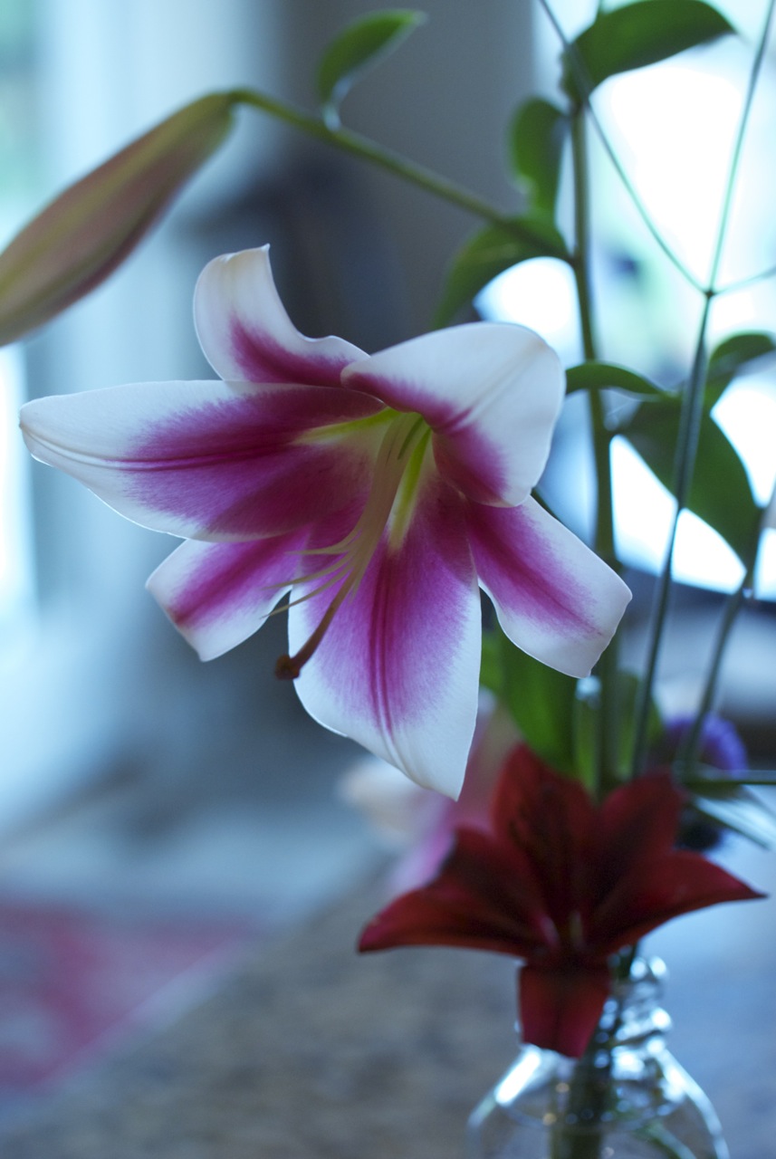 At My Kitchen Sink Orienpet Lily ‘Silk Road’ igardendaily