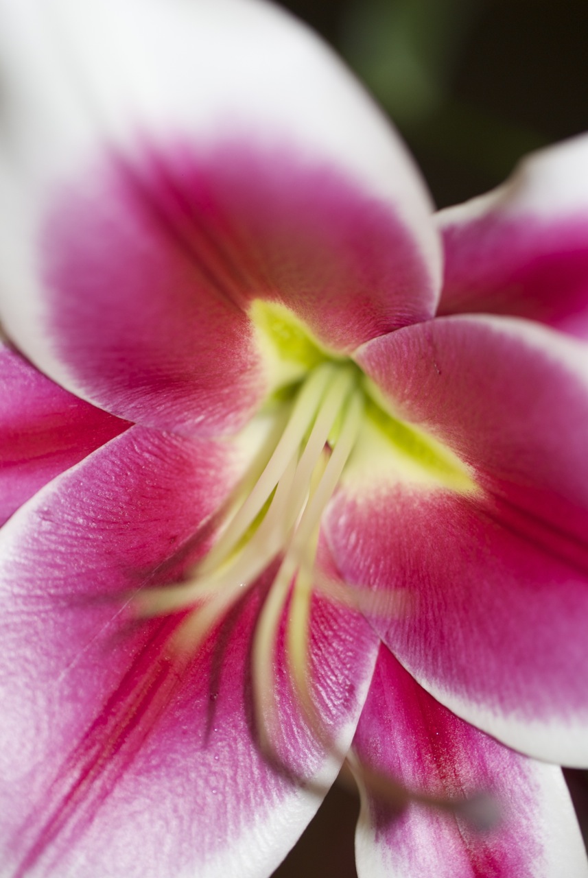 At My Kitchen Sink Orienpet Lily ‘Silk Road’ igardendaily