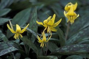 320px-Trout_lily_plant_erythronium_americanum_with_yellow_flowers_and_dark_green_leaves