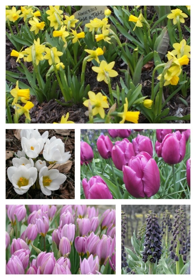 Clockwise starting from bottom left; Tulip humbles 'Magenta Queen', Crocus 'Ard Shenk', Narcissus 'Tete A Tete', Tulip 'Purple Prince', Fritillaria persica