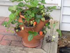 Courtesy of Terri's Notebook