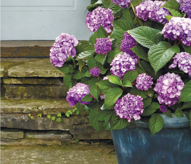 bloomstruck-billboard-sm-portrait